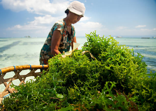 cultivo de algas - algae agriculture nusa lembongan water - fotografias e filmes do acervo
