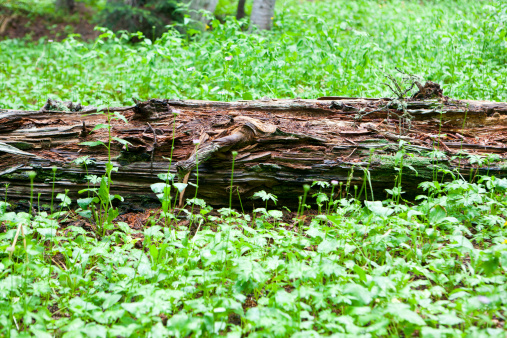 rotting log in green forest