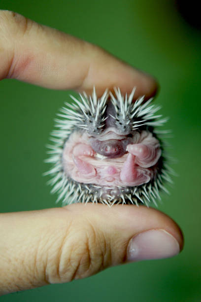 Small hedgehog held in hand