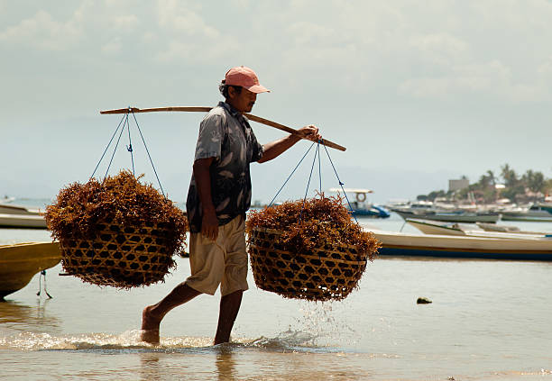 Seaweed Farming "A Balinese man farming seaweed on Nusa Lembongan, Bali, Indonesia." seaweed farming stock pictures, royalty-free photos & images