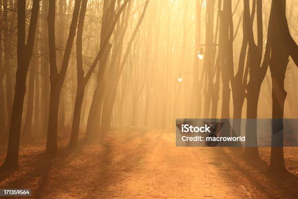 Misty Pfad Stockfoto und mehr Bilder von Baum - Baum, Gasse, Abenteuer