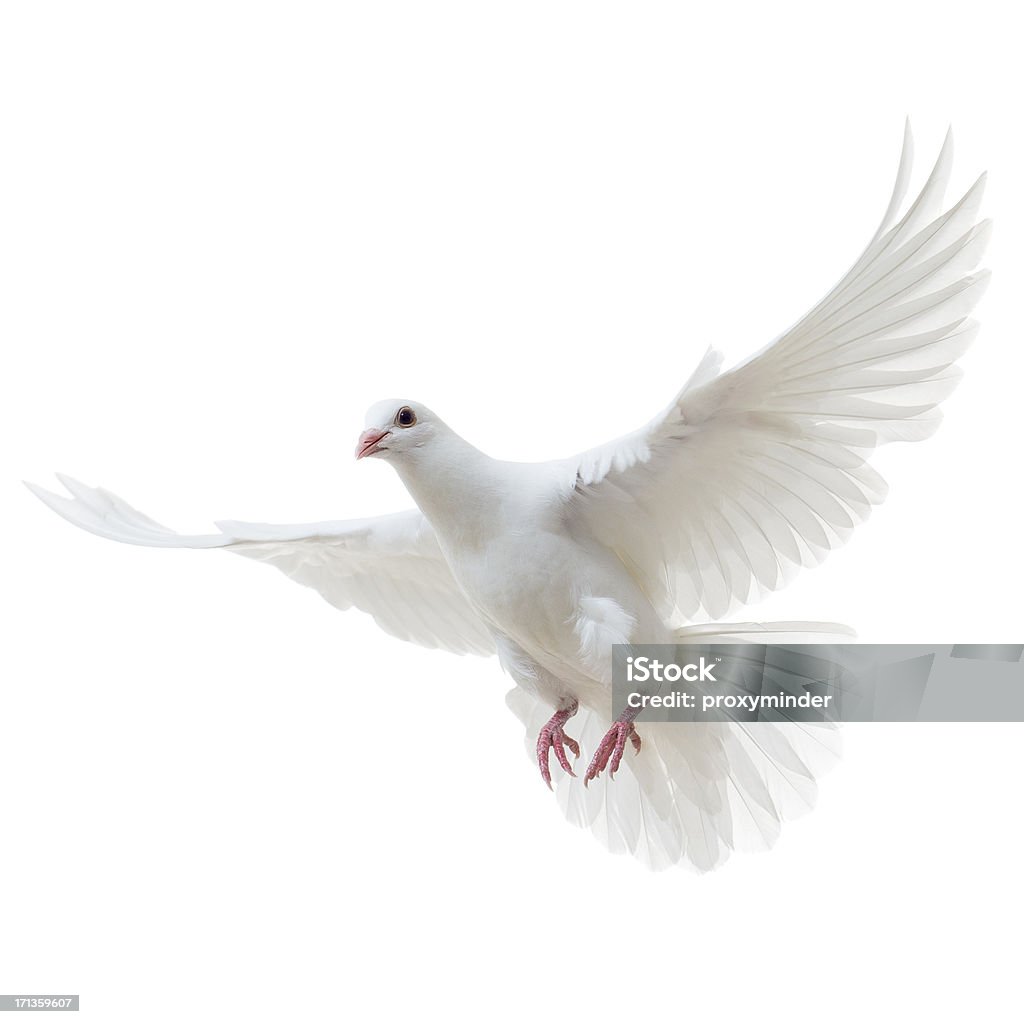 White Dove isolated White pigeon isolated on white (clipping path included) Dove - Bird Stock Photo