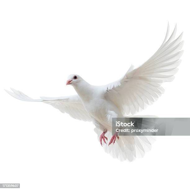 White Dove Isolated Stock Photo - Download Image Now - Dove - Bird, Pigeon, Flying