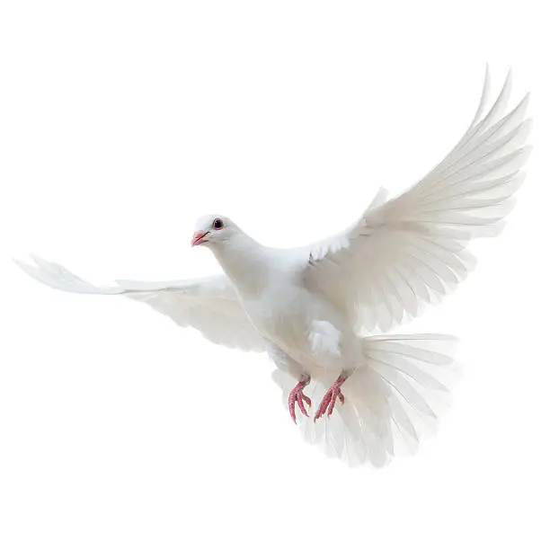 White pigeon isolated on white (clipping path included)