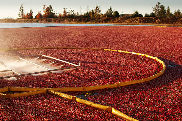 istock Cranberry Farm Harvesting for Thanksgiving Hz 171359852