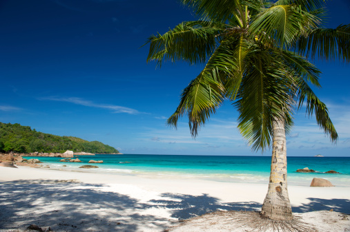 Palm tree stands over deserted tropical island dream beach in Anse Lazio, Seychelles