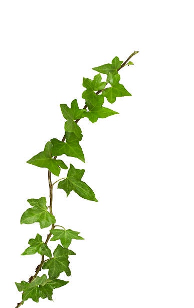 ivy plant, isolated on white, clipping path included.