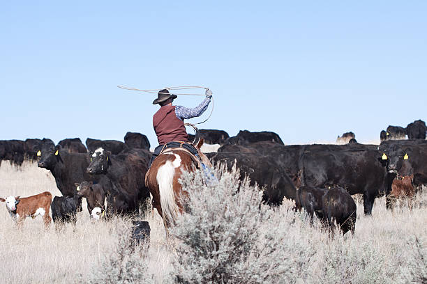 istock Cowboy Herding of Angus Cattle on Open Range 171359977
