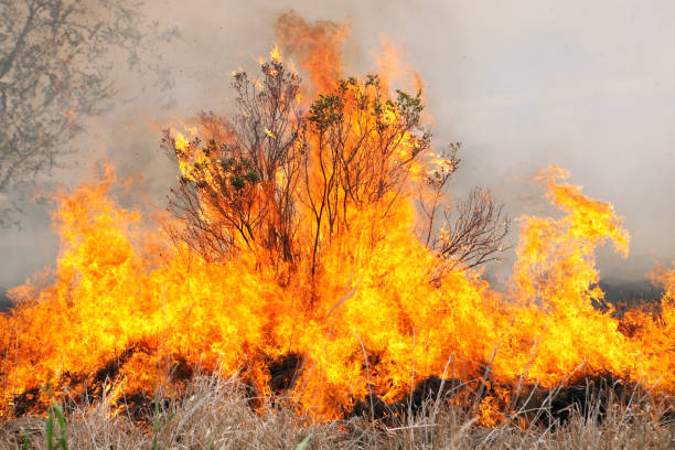 burning bush con césped y humo de fuego - burning bush fotografías e imágenes de stock