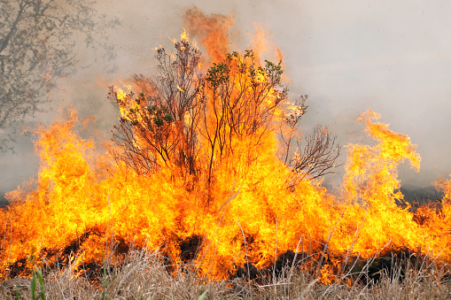 The proverbial burning bush with a grass fire and dense smoke in the background.\u2028http://www.banksphotos.com/LightboxBanners/FireRescue.jpg