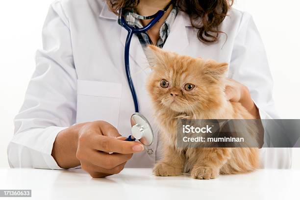 Uso Veterinário - Fotografias de stock e mais imagens de Adulto - Adulto, Animal, Animal Doméstico