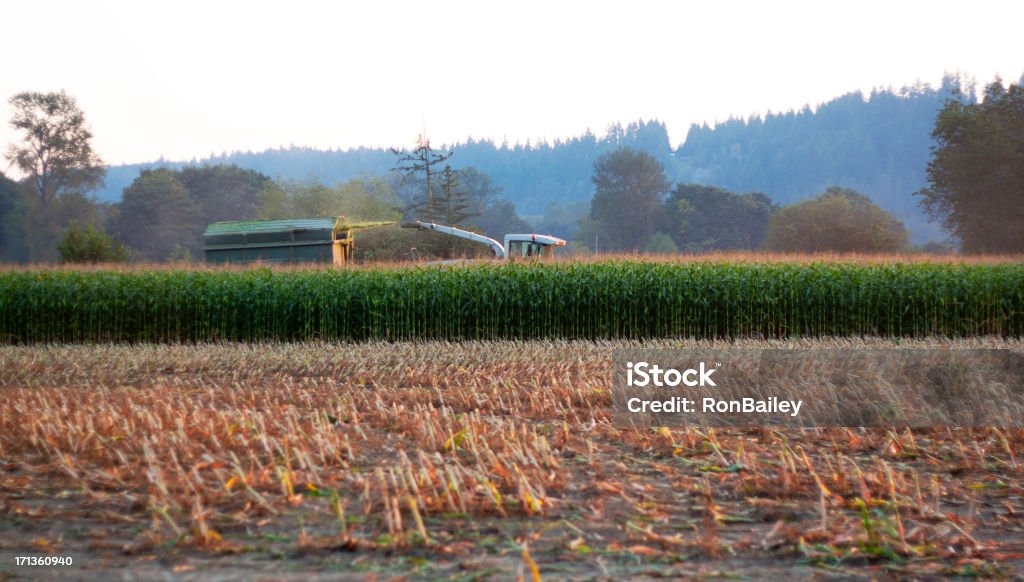 Ernte Mais Silage bei Sonnenuntergang - Lizenzfrei Agrarbetrieb Stock-Foto