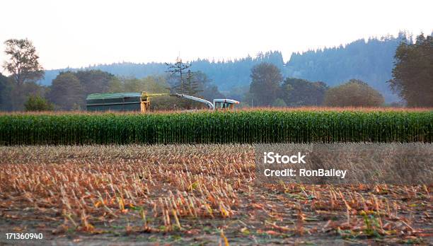 La Raccolta Di Mais Silage Al Tramonto - Fotografie stock e altre immagini di Affari - Affari, Agricoltura, Ambientazione esterna