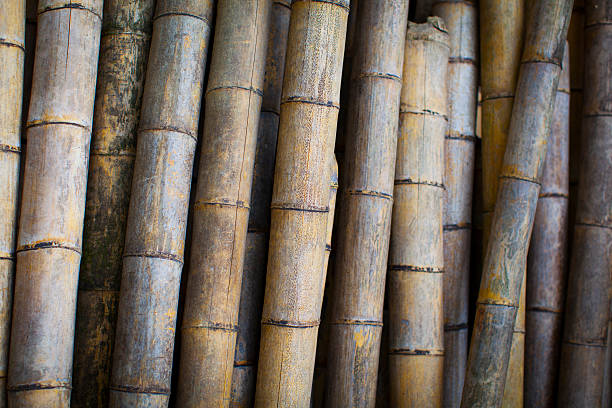 Bamboo background stock photo