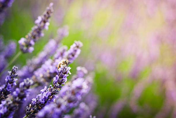 istock Lavender Flowers Close up 171361113