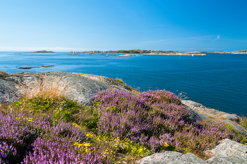 Purple heather at the coast, (Calluna vulgaris)