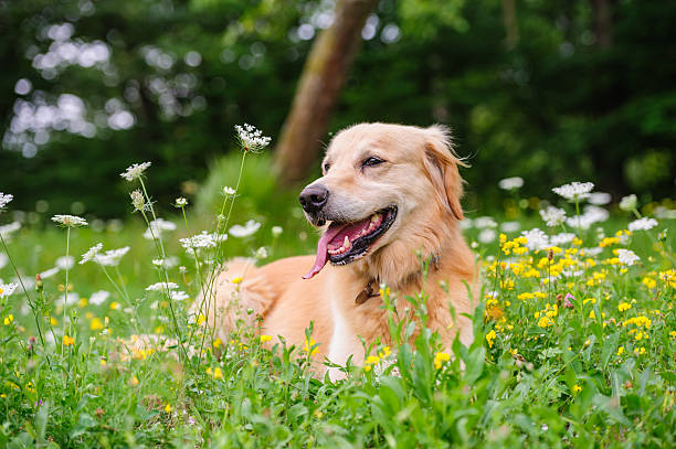 tra i fiori - field dog pets green foto e immagini stock