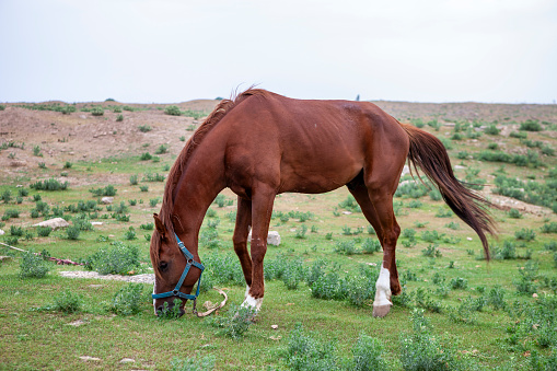 Skinny horse in the pasture in the summer