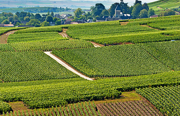 Champagne vineyards in Cramant Late summer vineyards of a Premiere Cru area of France showing the lines of vines in blocks giving a grid pattern. the village in the background is Avize. ardennes department france stock pictures, royalty-free photos & images