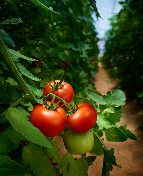 Tomatoes http://www.istockphoto.com/file_thumbview/19138792  vine tomatoes stock pictures, royalty-free photos & images