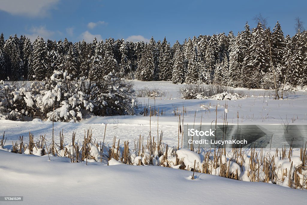 Winter dream. - Lizenzfrei Baum Stock-Foto