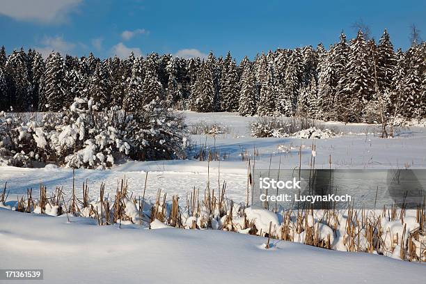 Winter Dream Stockfoto und mehr Bilder von Baum - Baum, Blau, Fels