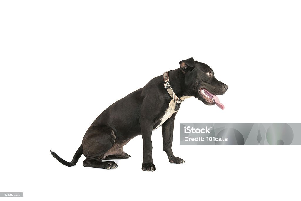 pitbull pit bull terrier ( 8 months  ago ) Aggression Stock Photo