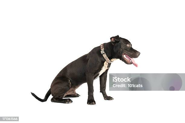 Pitbull Stock Photo - Download Image Now - Aggression, Animal, Animal Body Part