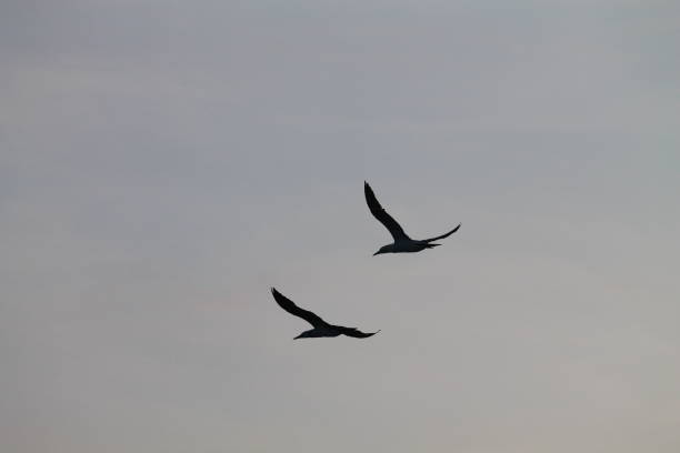 istock seagull in the air 1713616975