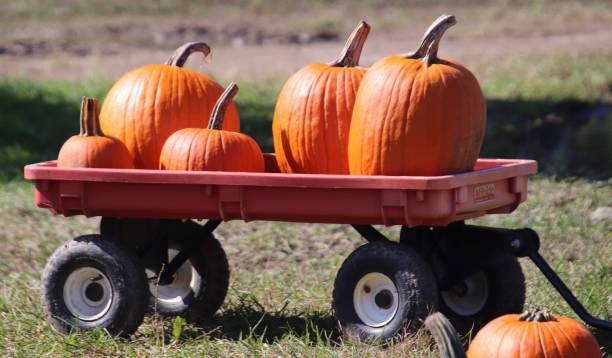 istock Pumpkins in cart 1713618629