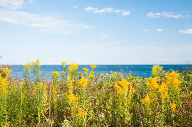 A field of blowing goldenrods in the wind in the autumn with Lake Ontario in the background.