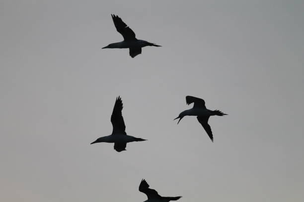 istock seagull in the air 1713619181