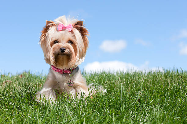istock Yorkshire Terrier against a Blue Sky 171361958