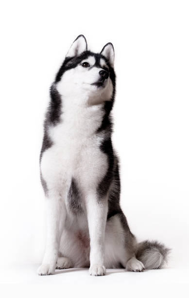 Husky no branco - foto de acervo