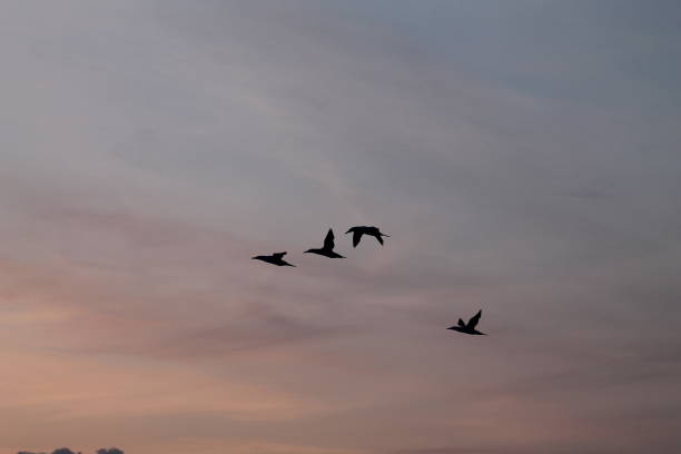 istock seagull in the air 1713620458
