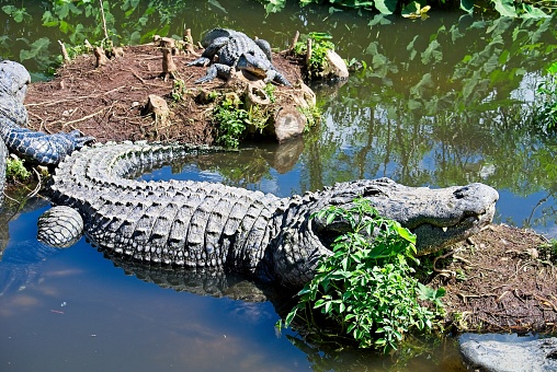 Basking American alligators, 