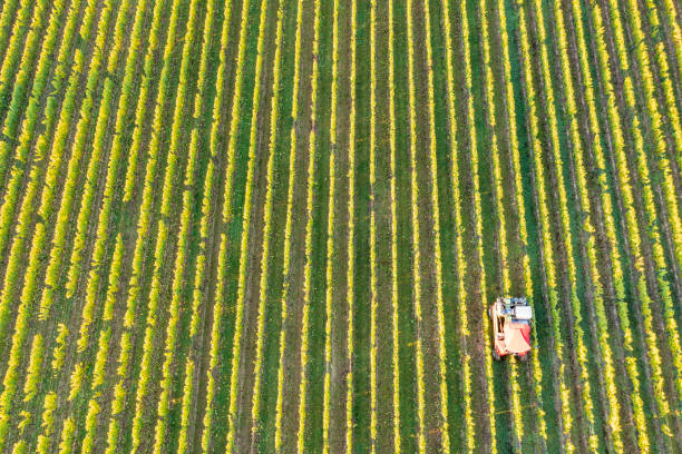istock Grape harvest in the Rheingau/Germany 1713622167