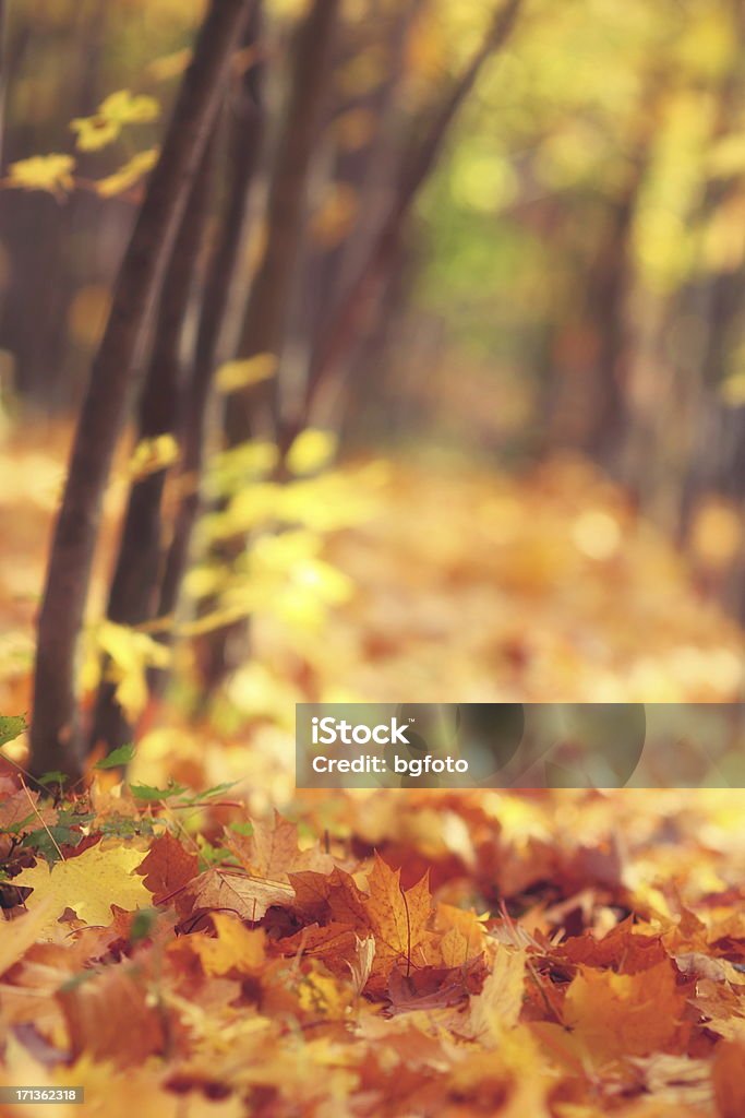 Fallende Herbst Blätter - Lizenzfrei Blatt - Pflanzenbestandteile Stock-Foto