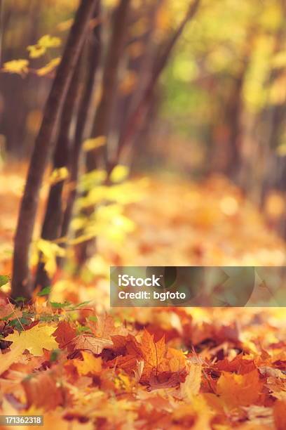 Caída De Hojas Otoñales Foto de stock y más banco de imágenes de Hoja - Hoja, Otoño, Acostado