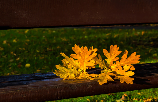 Close up of oak branch with dry autumnal leaves, autumn beautiful natural patterns and textures are visible, it is on old wooden bench,  blurred natural background photo was taken in a city park