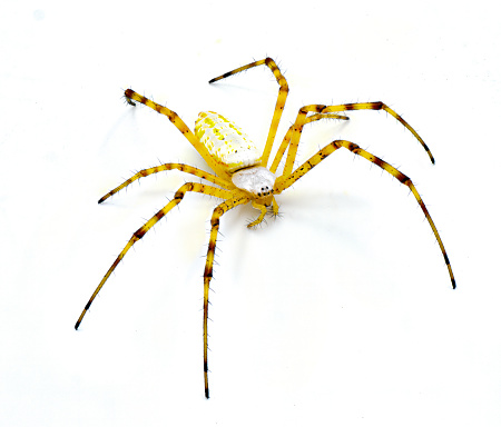 Wild banded garden orb weaving weaver spider - Argiope trifasciata - light color morph lacking black bands on abdomen. Yellow, orange, red coloring. Isolated on white background top front view