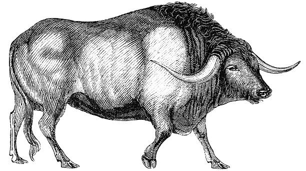 Ox "An ox, also known as a bullock in Australia, New Zealand and India, is a bovine trained as a draft animal. Illustration was published in 1870" bull animal stock illustrations