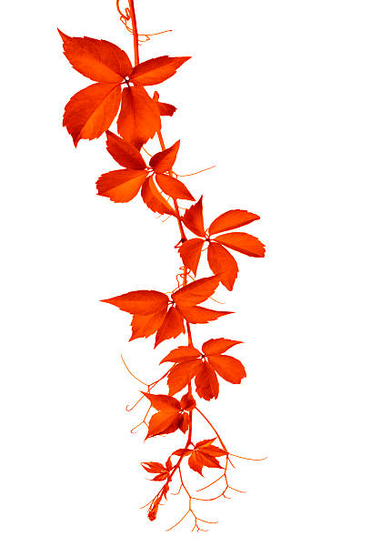Red Wild Vine Red Wild Vine (Parthenocissus Tricuspidata) parthenocissus stock pictures, royalty-free photos & images