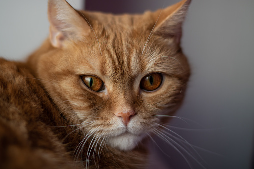 Close up portrait of a red cat with green eyes, shallow depth of field