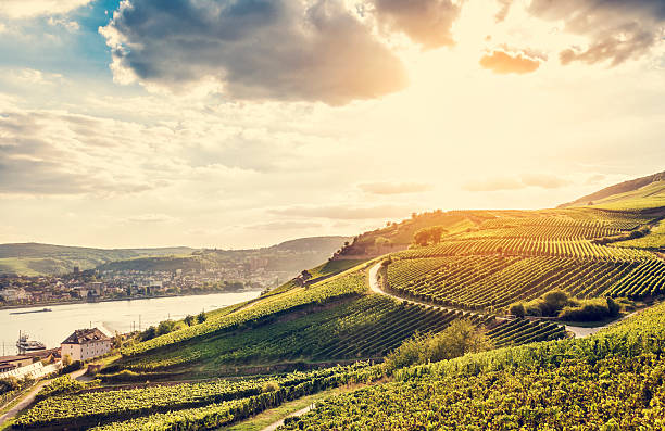 Summer vineyard Sunny vineyard at the Rhine. Toned picture. rhineland palatinate photos stock pictures, royalty-free photos & images