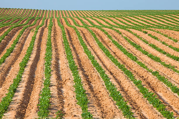 Rows of peanut plants in Texas Panhandle crop field