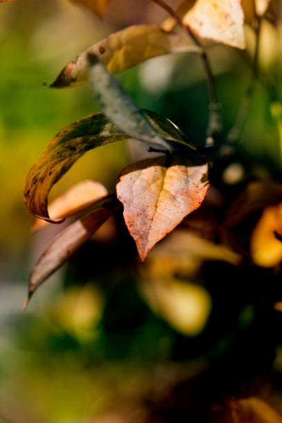 istock Autumn background of leaves. 1713631666