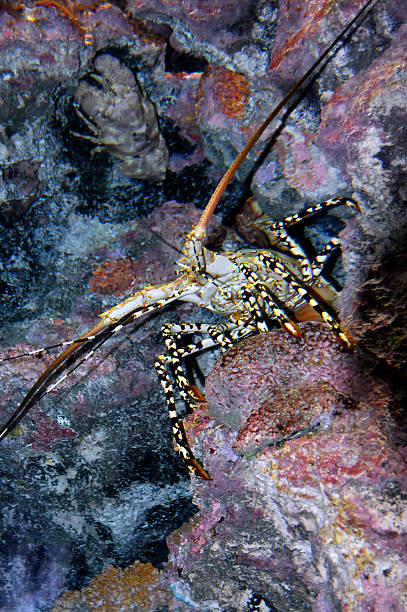 istock Lobster hiding at rock crevices 171363221