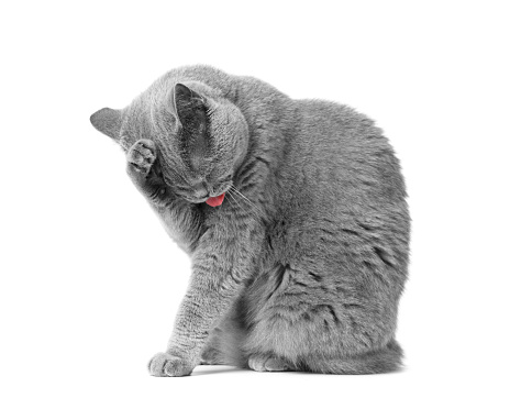 Purebred British Shorthair cat washing her face while sitting in front of a white background. Symbol of feline purity on isolation.