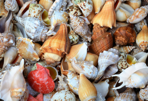Group of different sea shells